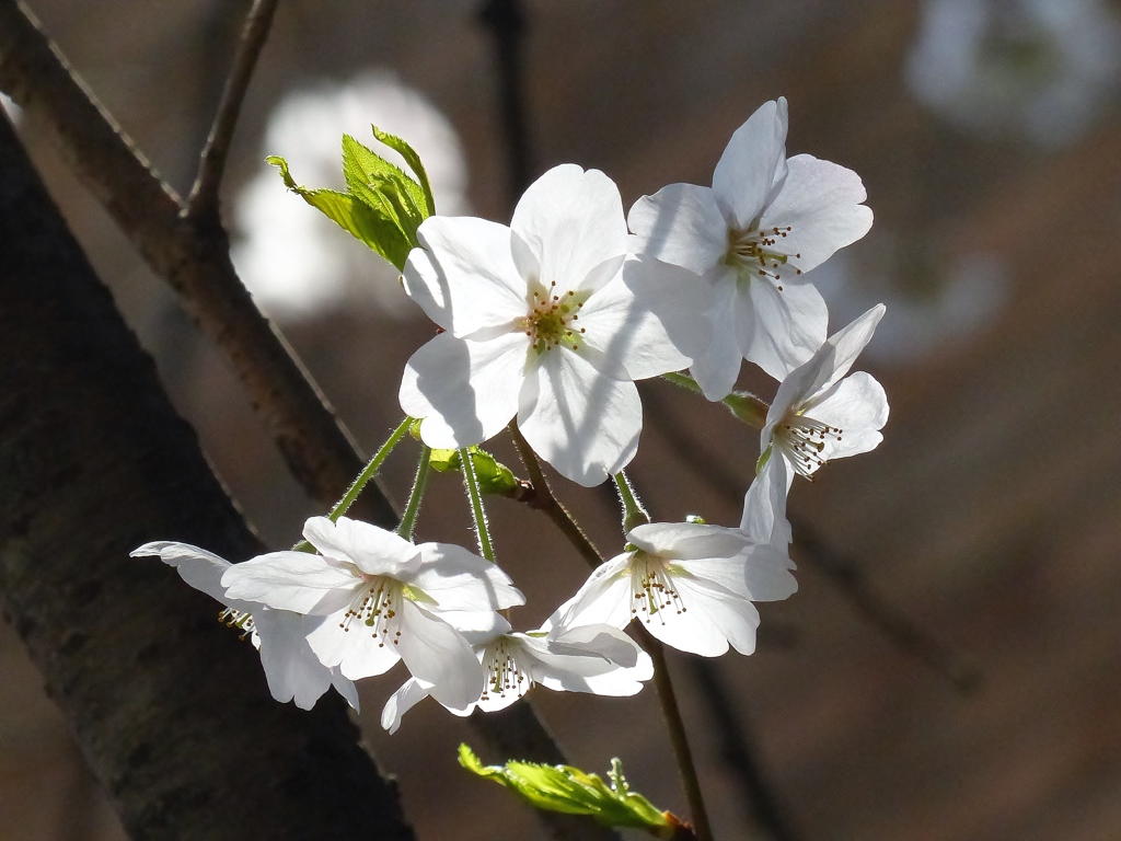 花の誘惑