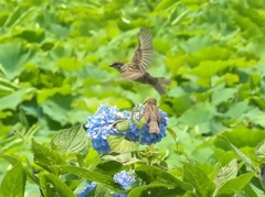 スズメと紫陽花