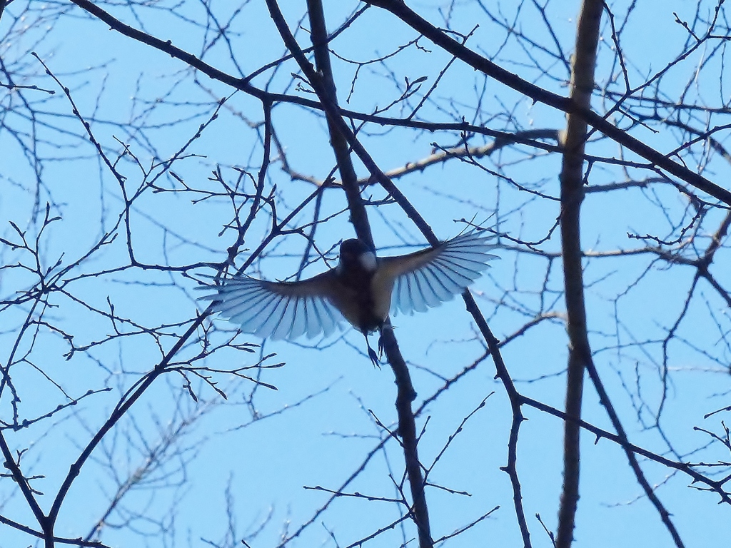 しじゅうがらの舞