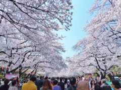 満開の上野公園