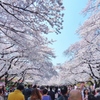 満開の上野公園