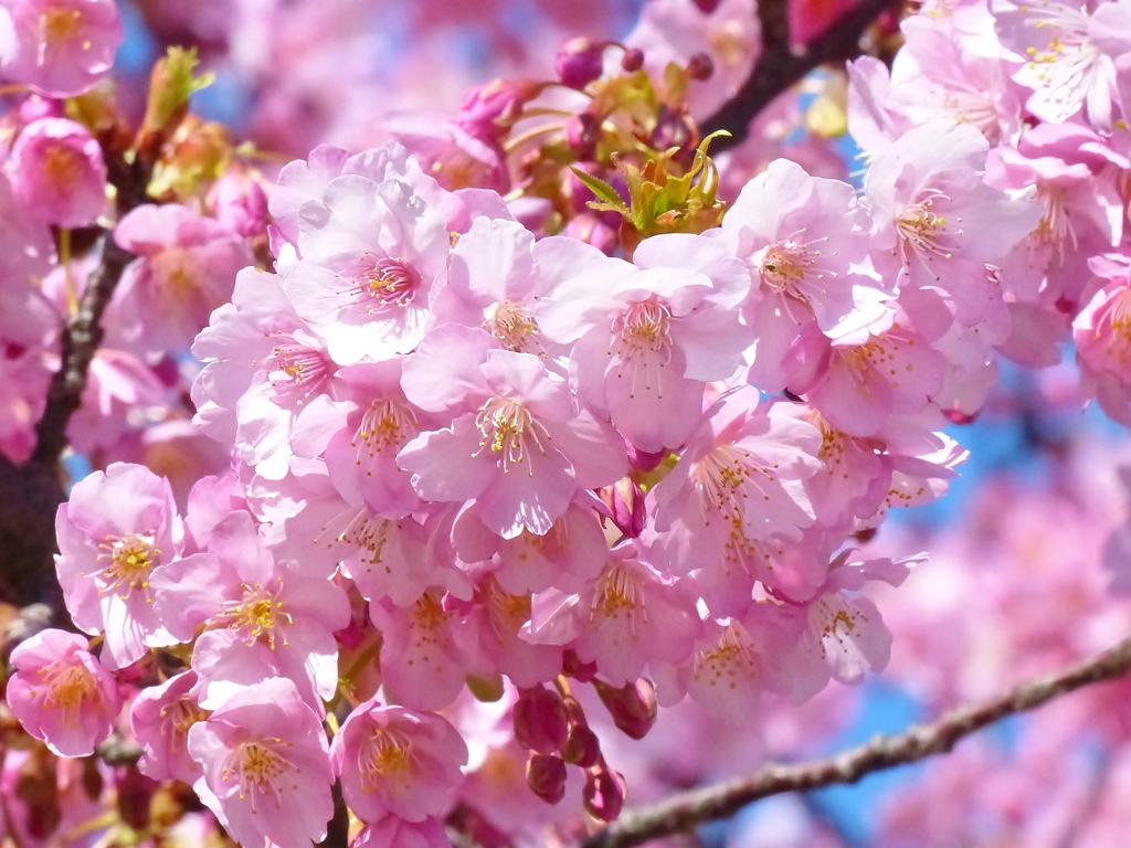 河津桜