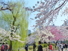 上野、不忍池の春