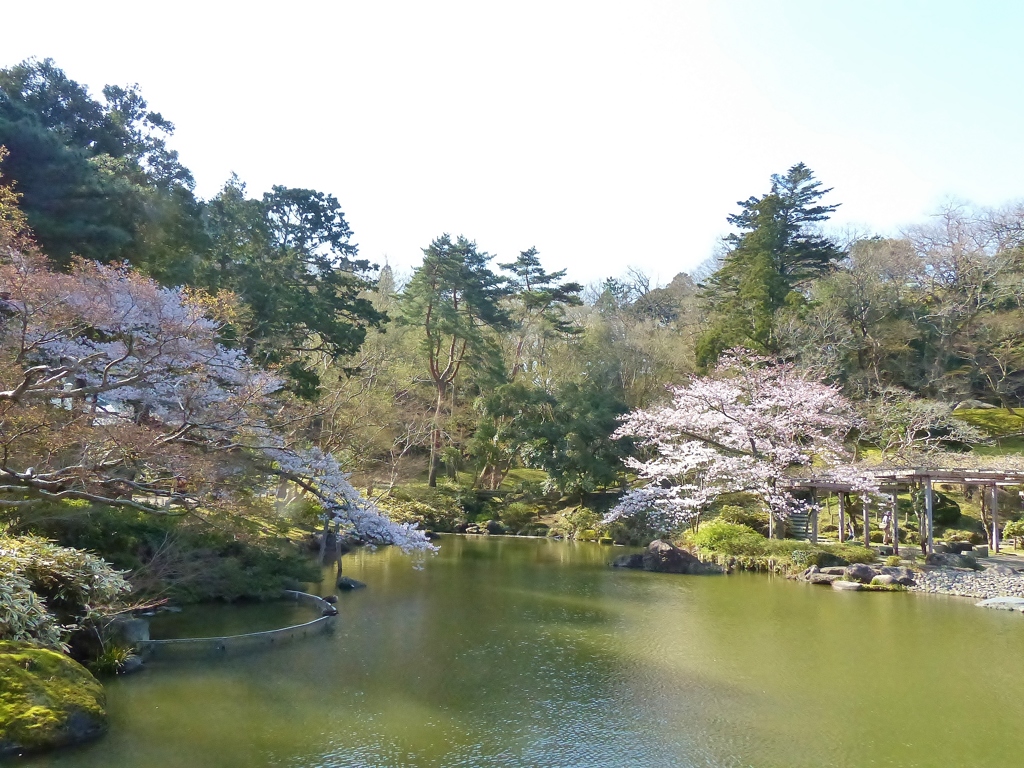 成田公園の春