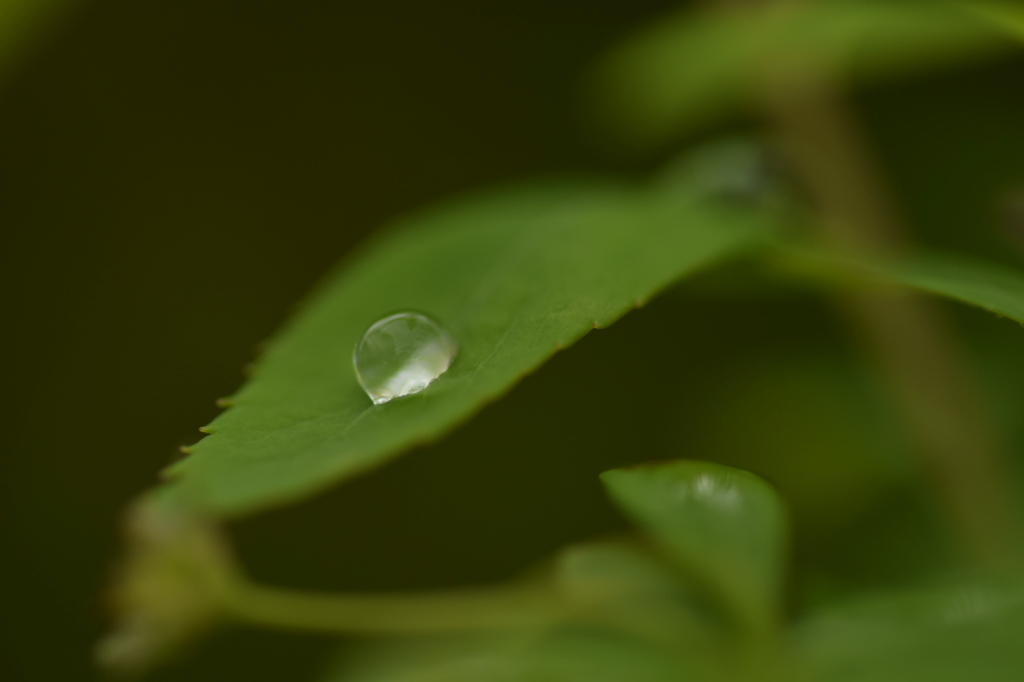 雨上がりに。