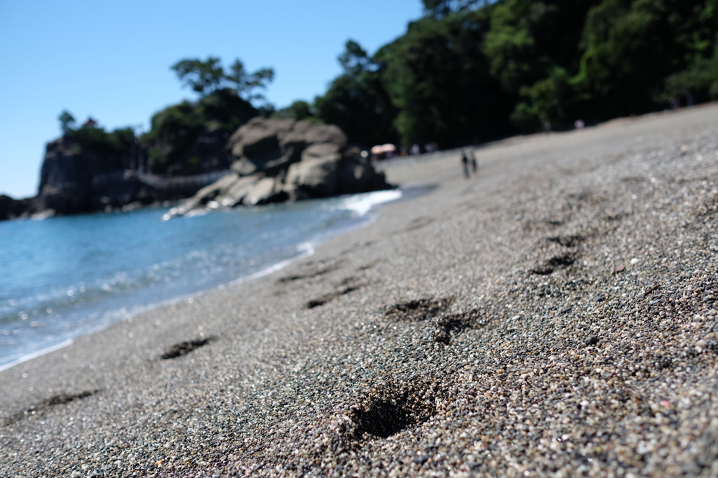 桂浜