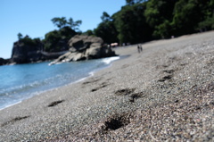 桂浜