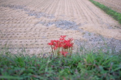 紅一点
