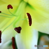 雅