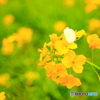 桜の髪飾り