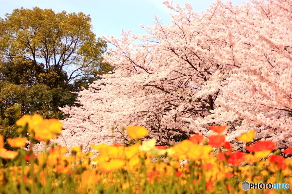 花畑園芸公園2