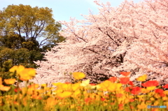花畑園芸公園2