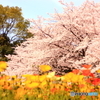 花畑園芸公園2