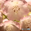 蜜