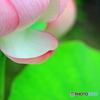 器