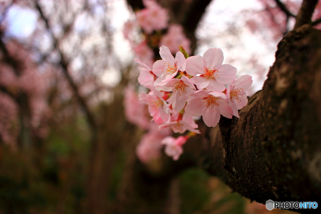 花畑園芸公園1