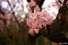 花畑園芸公園1