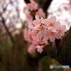 花畑園芸公園1