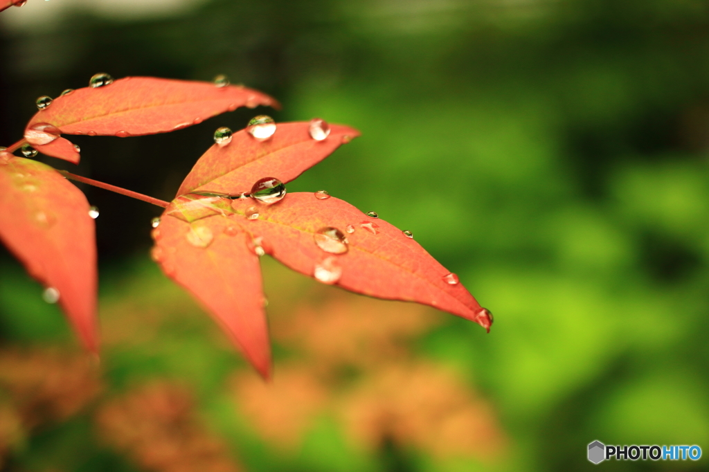 雨上がりの午後