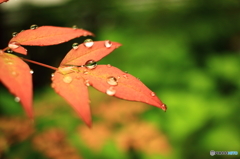 雨上がりの午後