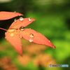 雨上がりの午後