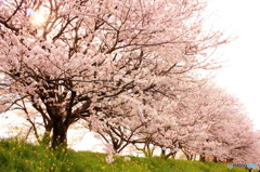 うきは市流川桜並木1