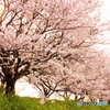 うきは市流川桜並木1