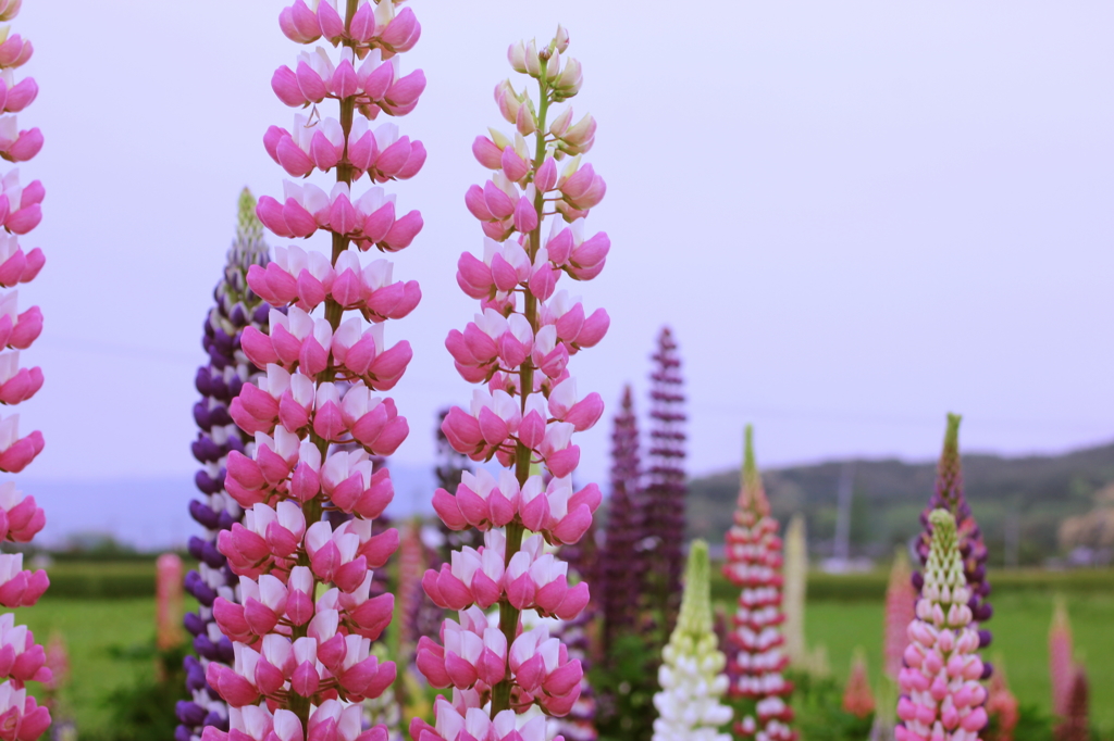 ルピナスの花
