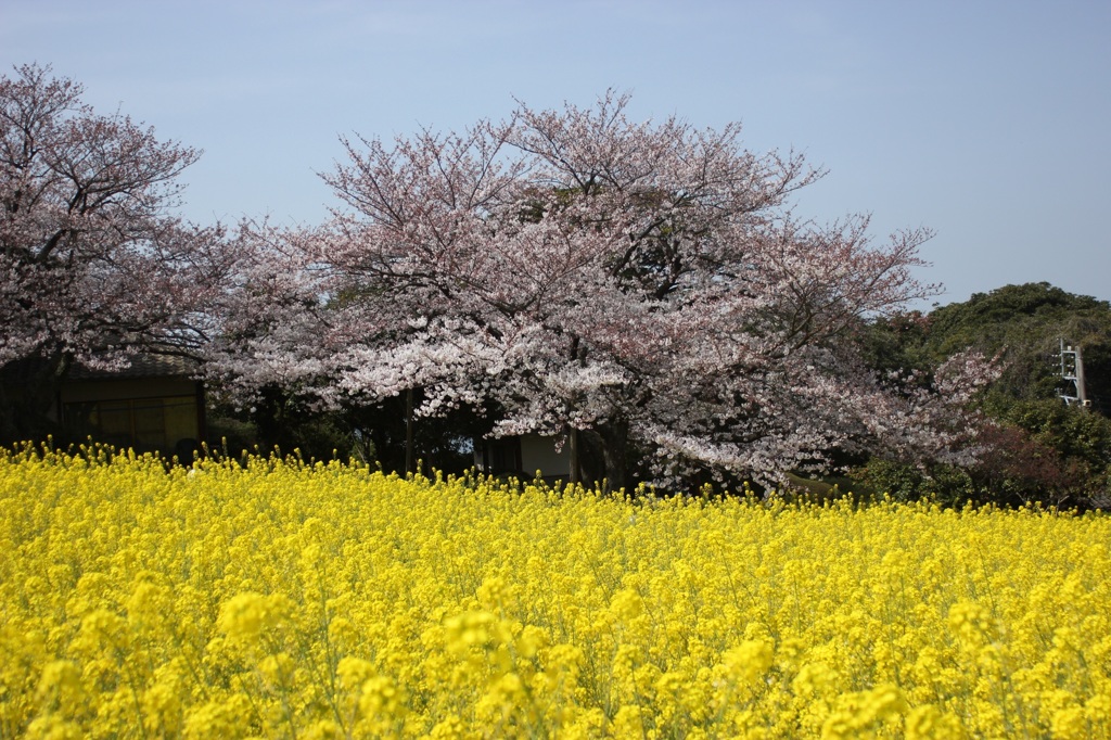 桜と菜の花の競演