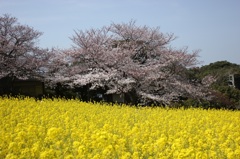 桜と菜の花の競演