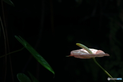 光のかけら