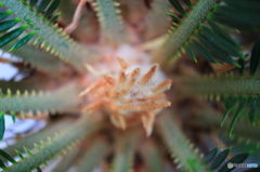 世界７大陸植物園