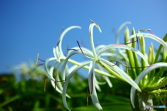 青と白の夏