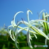 青と白の夏