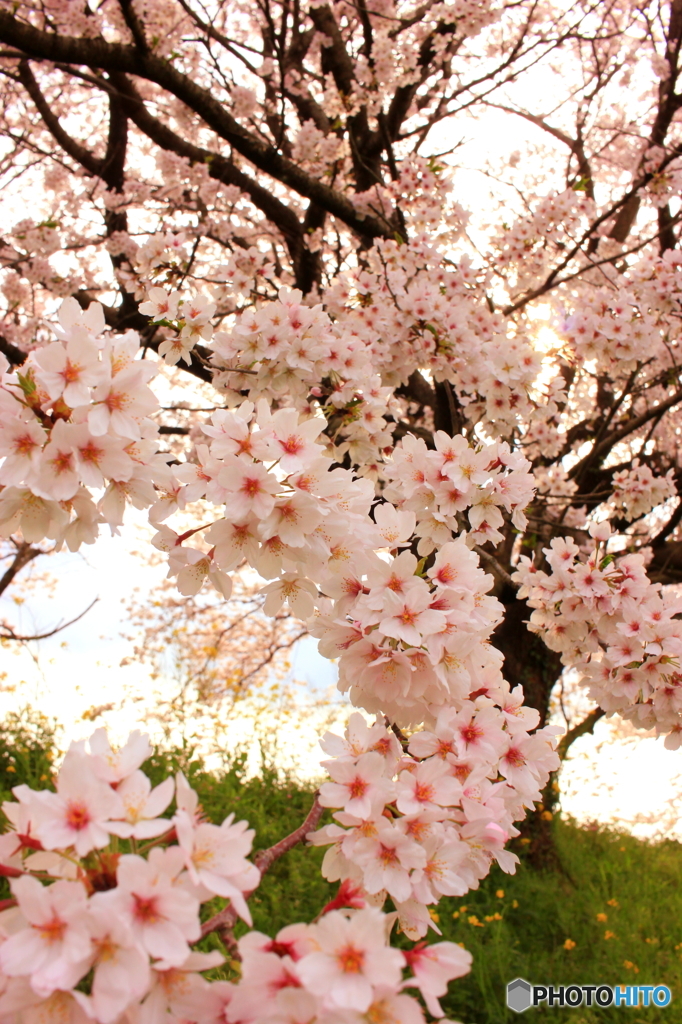 うきは市流川桜並木2