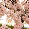 うきは市流川桜並木2