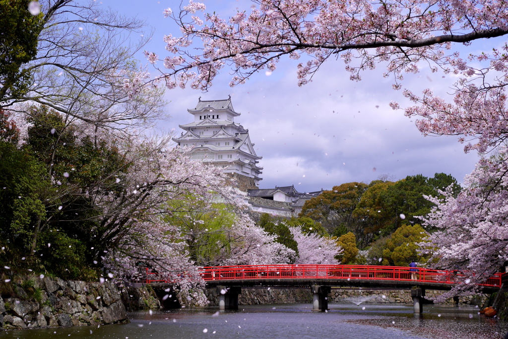 春が散る（桜吹雪）