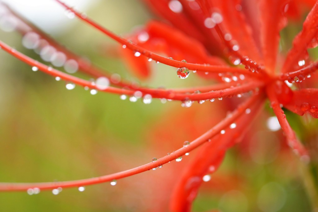 雨の贈り物