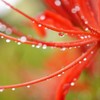 雨の贈り物