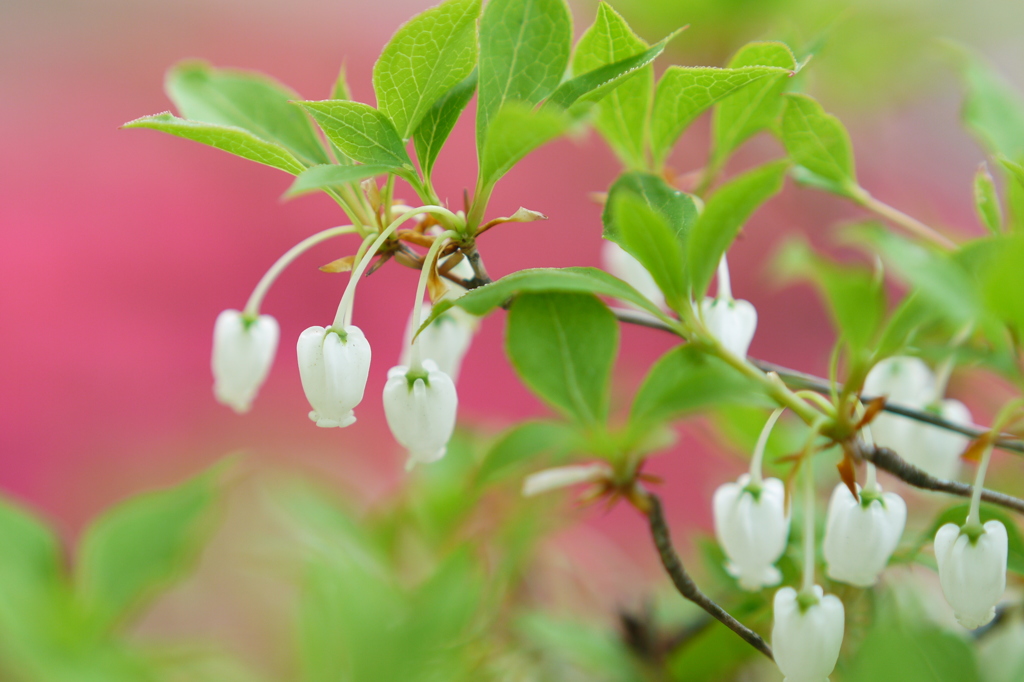 little bells