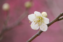 春は来にけり