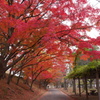 紅葉トンネル