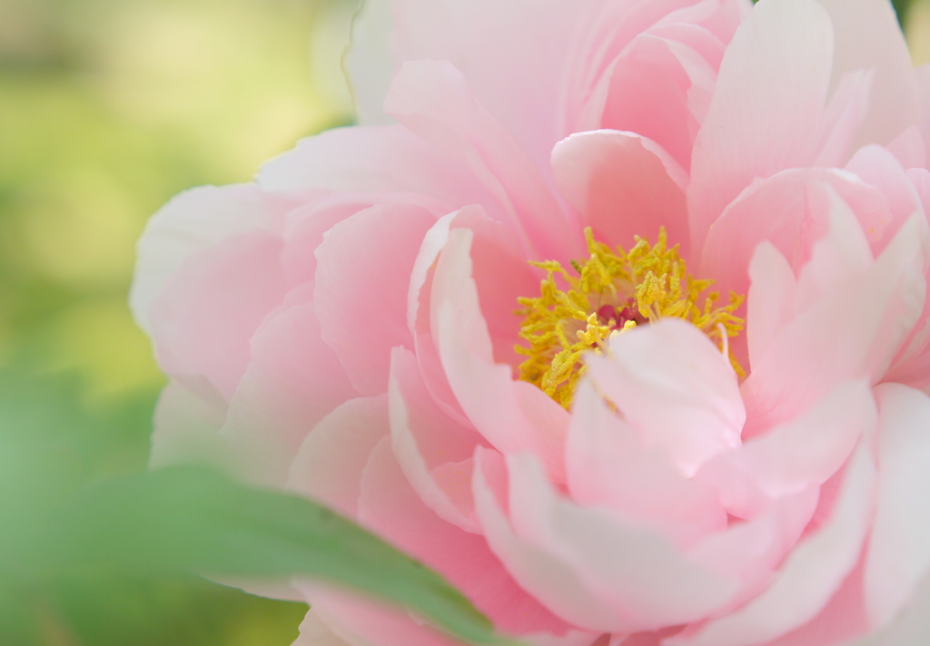 華やぎ