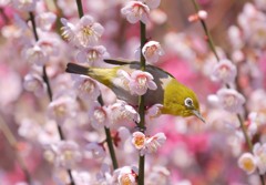 春に遊ぶ