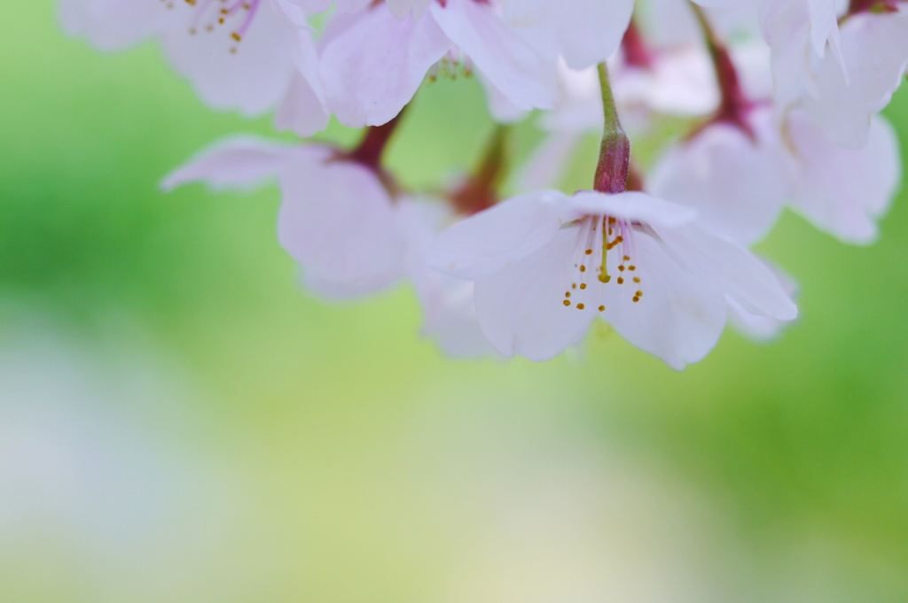 春風の誘惑