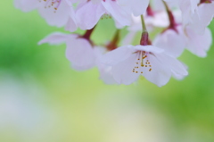 春風の誘惑