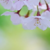 春風の誘惑
