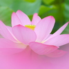 極楽浄土