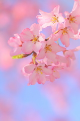 春はこちらです。