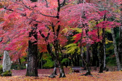 古木の庭園
